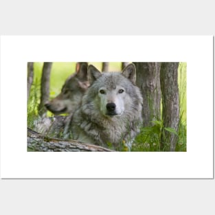 Timber Wolf Posters and Art